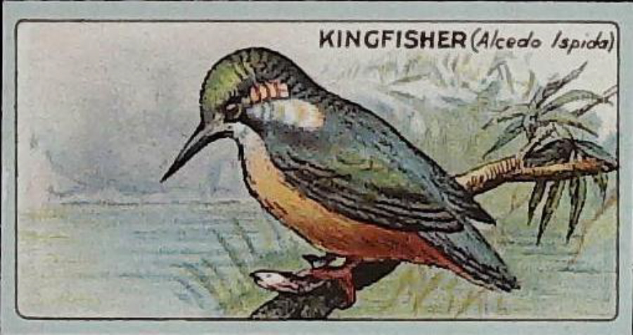 Lea, English Birds ( Glossy ) No 9 Kingfisher - Click Image to Close