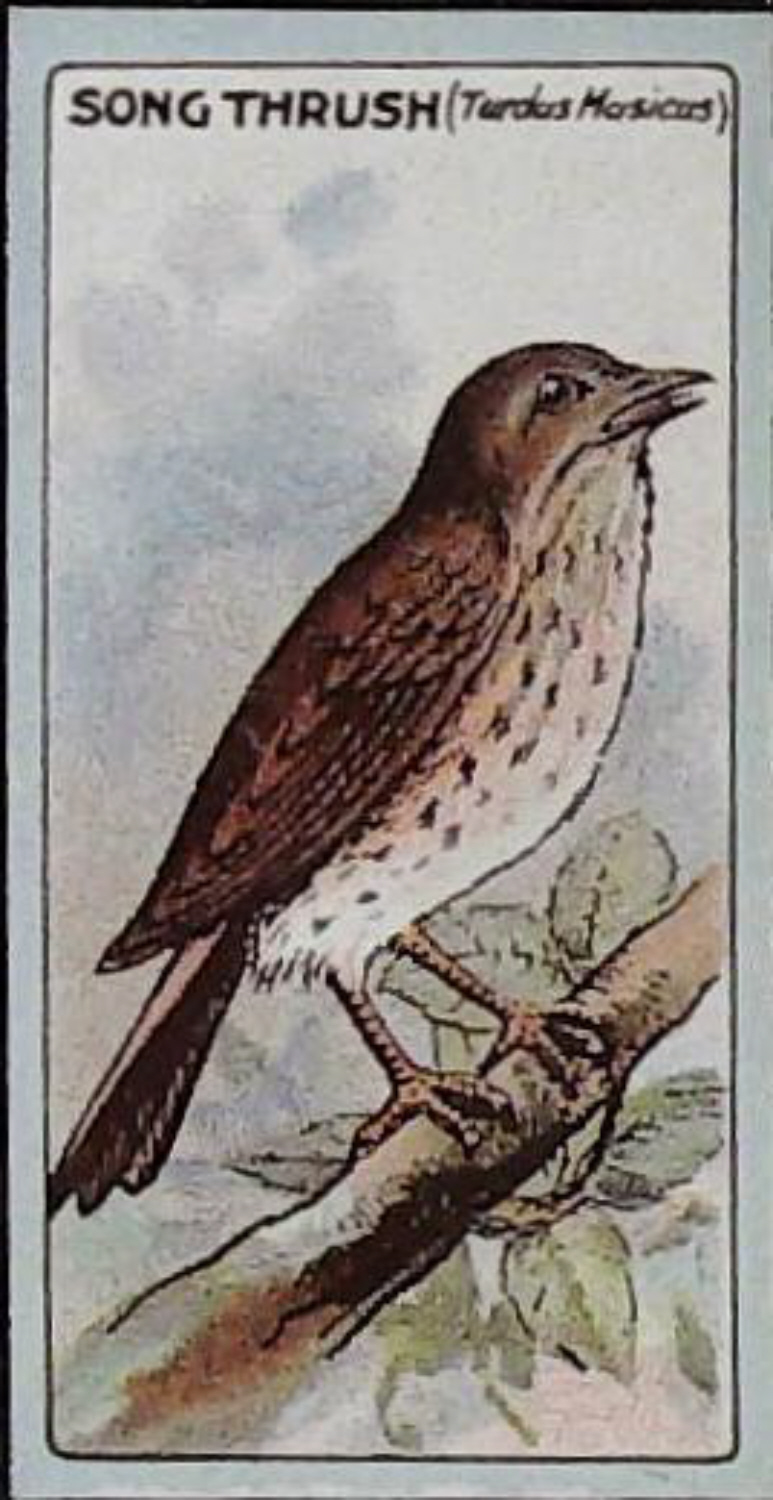 Lea, English Birds ( Glossy ) No 23 Song Thrush