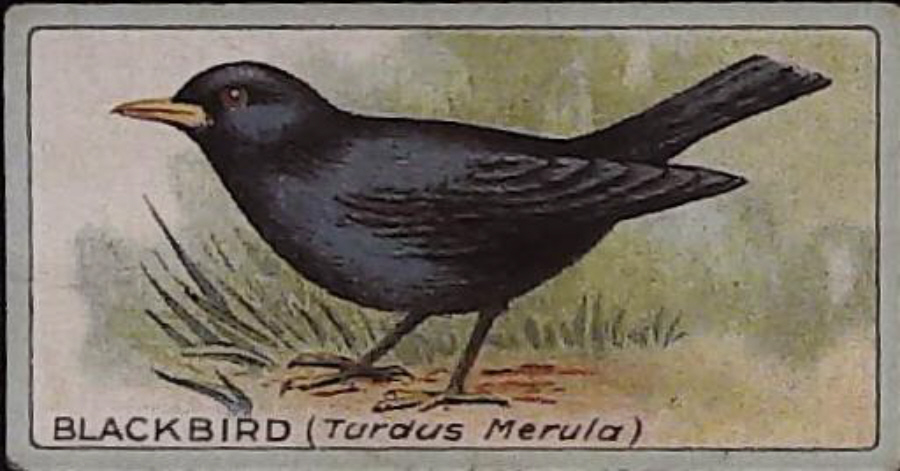 Lea, English Birds ( Matt ) No 2 Blackbird - Click Image to Close