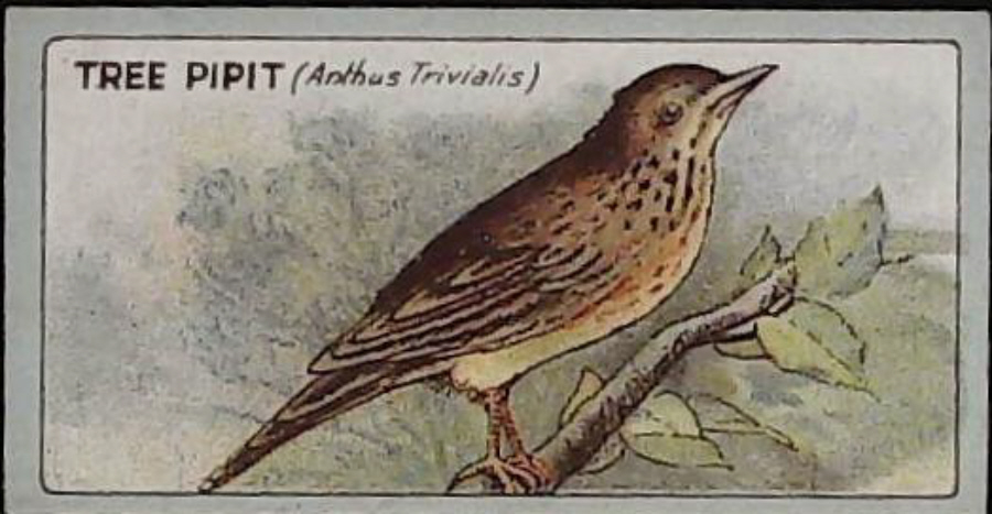 Lea, English Birds ( Matt ) No 3 Tree - Pipit