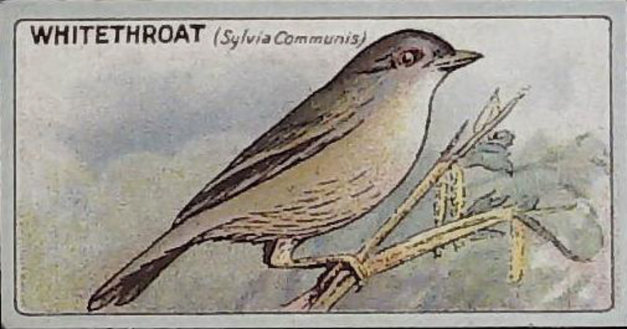 Lea, English Birds ( Matt ) No 4 Whitethroat