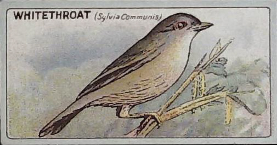 Lea, English Birds ( Matt ) No 4 Whitethroat - Click Image to Close