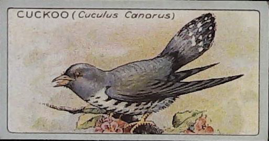 Lea, English Birds ( Matt ) No 4 Cuckoo - Click Image to Close