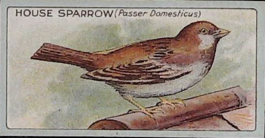 Lea, English Birds ( Matt ) No 7 House Sparrow - Click Image to Close