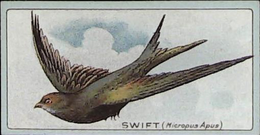 Lea, English Birds ( Matt ) No 12 Swift