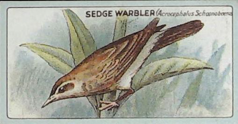 Lea, English Birds ( Matt ) No 17 Sedge Warbler - Click Image to Close