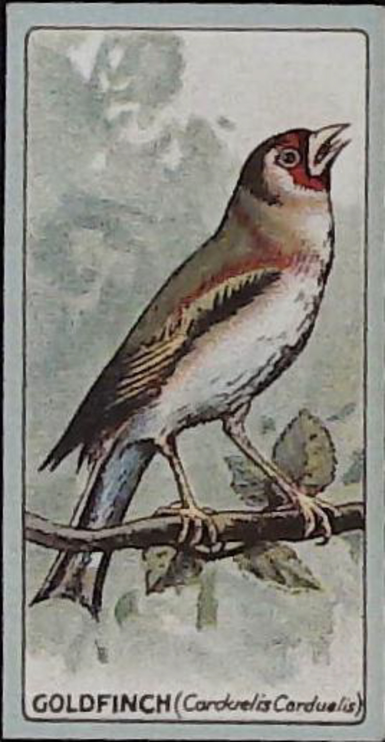 Lea, English Birds ( Matt ) No 19 Goldfinch - Click Image to Close