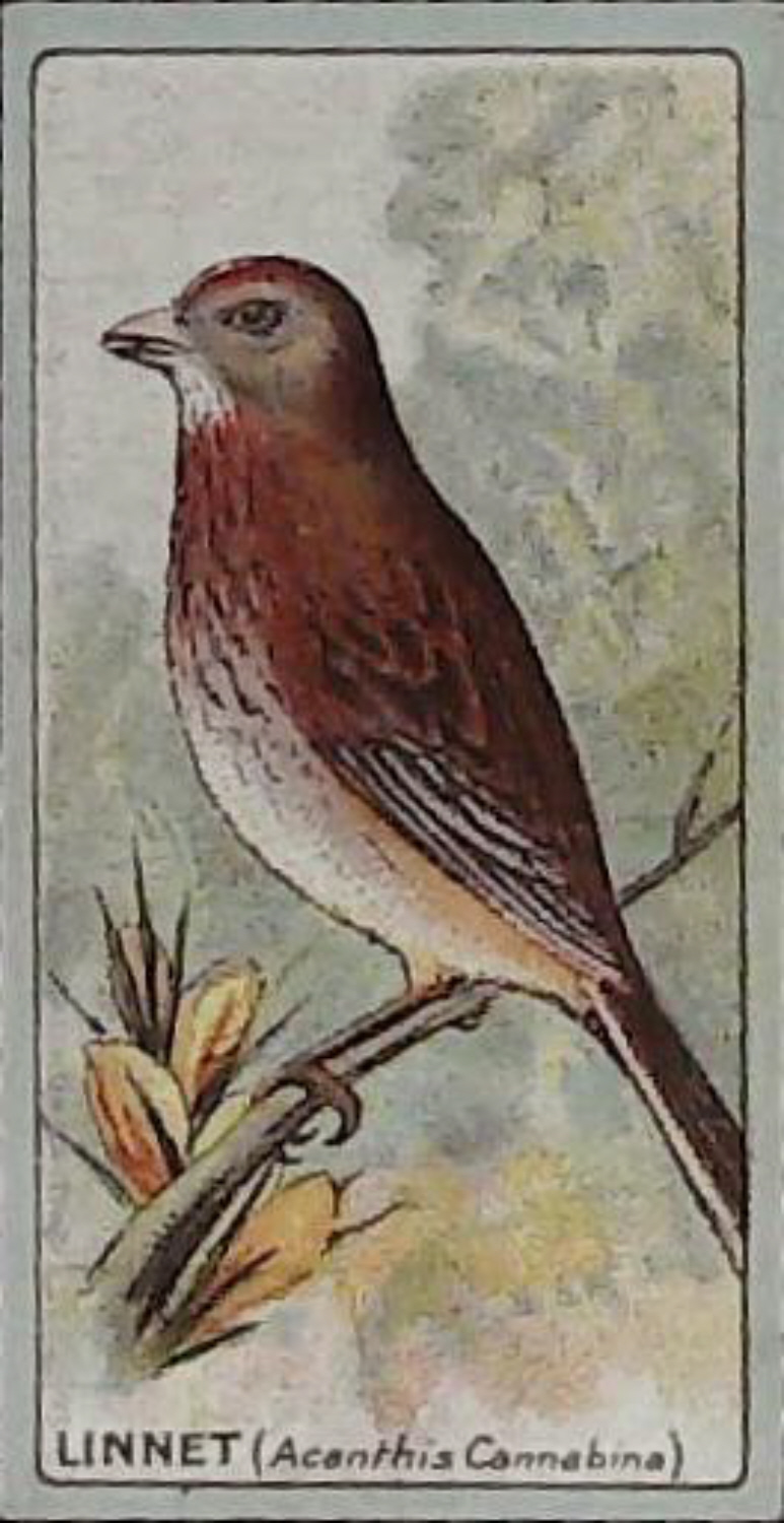 Lea, English Birds ( Matt ) No 20 Linnet - Click Image to Close