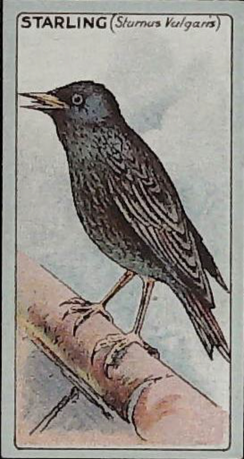 Lea, English Birds ( Matt ) No 21 Starling - Click Image to Close
