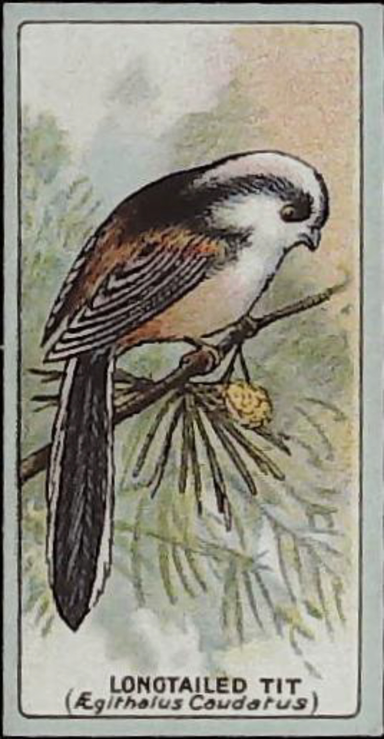 Lea, English Birds ( Matt ) No 22 Long Tailed Tit - Click Image to Close