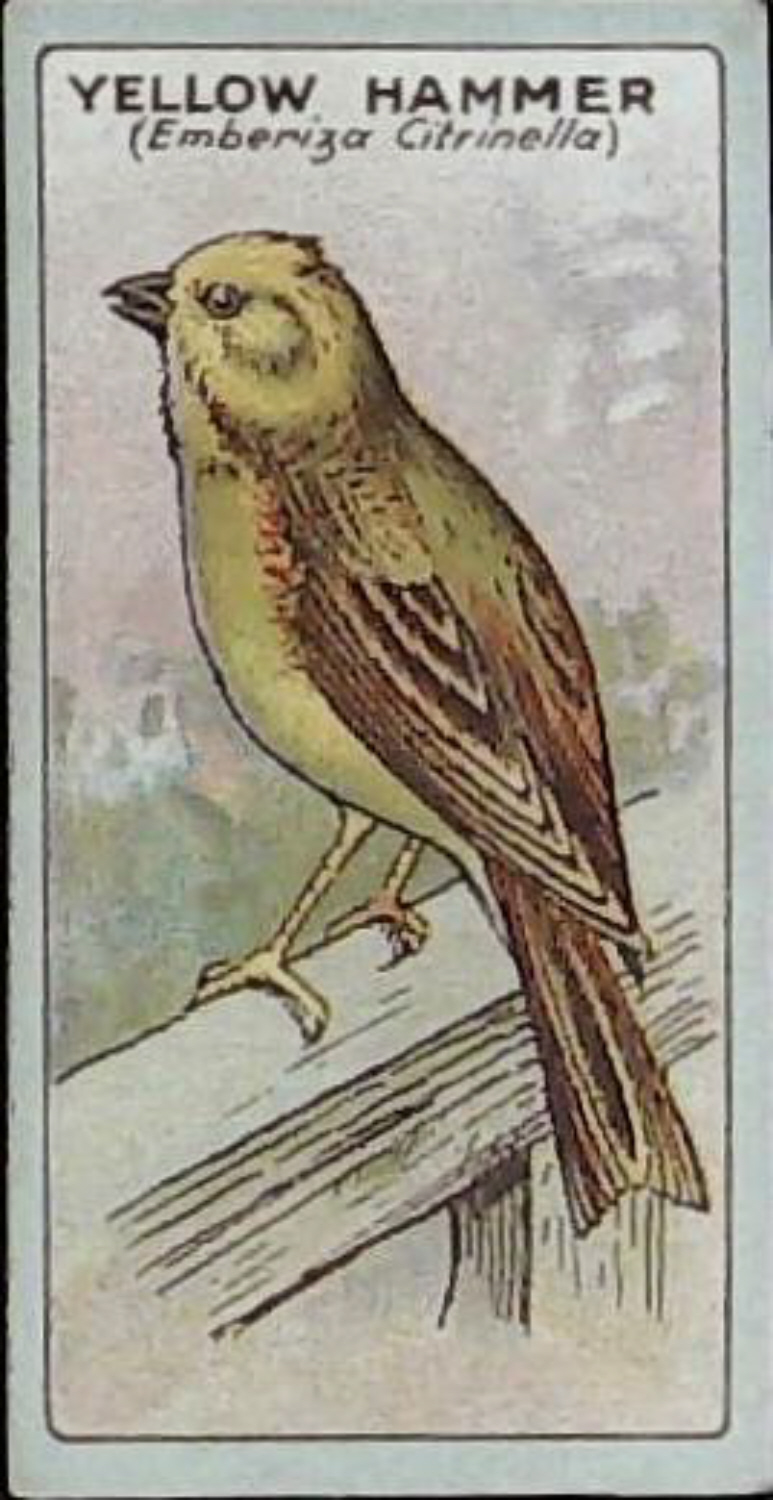 Lea, English Birds ( Matt ) No 24 Yellow Hammer - Click Image to Close