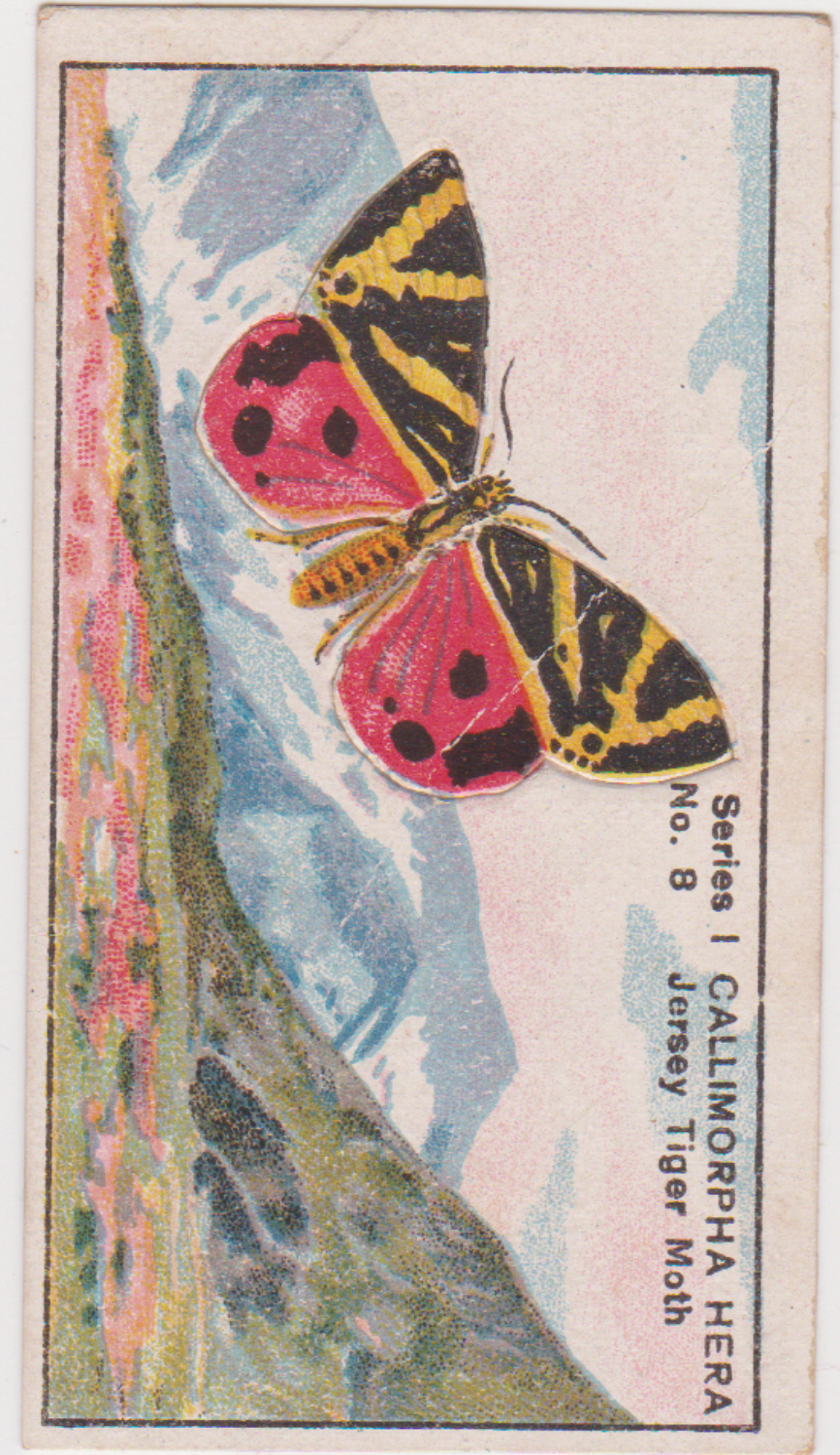 Cassells Butterflies & Moths Med No 8