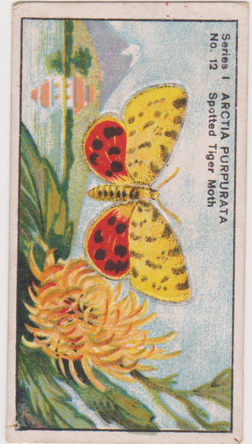 Cassells Butterflies & Moths Med No 12 - Click Image to Close
