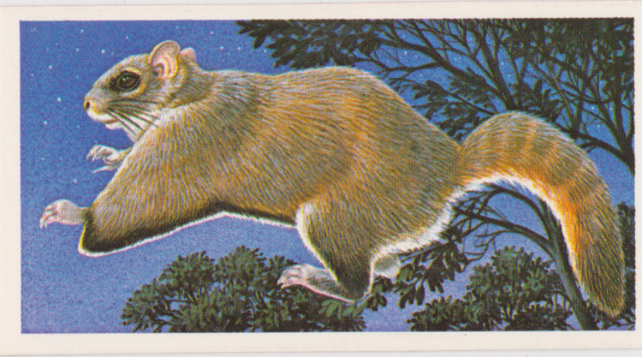 Brooke Bond Incredible Creatures ( Thick Cards Stickers ) No35