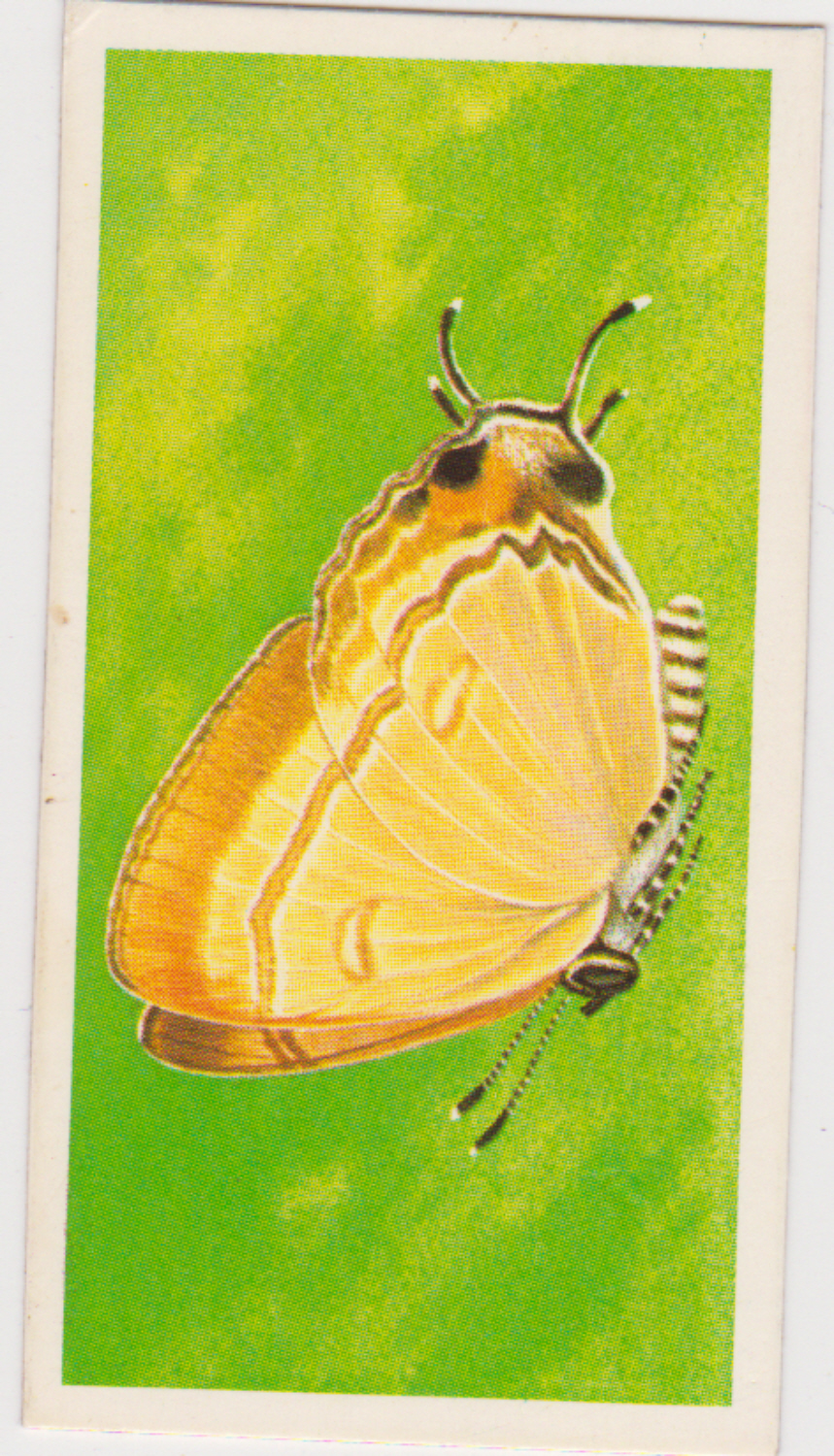 Brooke Bond Incredible Creatures ( Thick Cards Stickers ) No34 - Click Image to Close