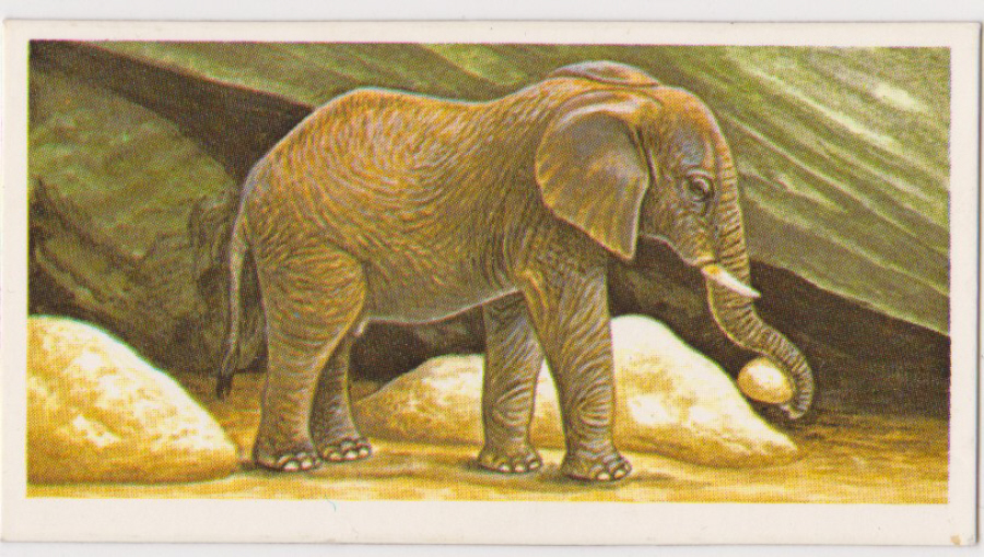 Brooke Bond Incredible Creatures ( Thick Cards Stickers ) No23