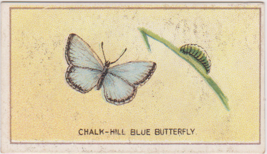 B A T Butterflies & Moths No 6 Printed Back no name