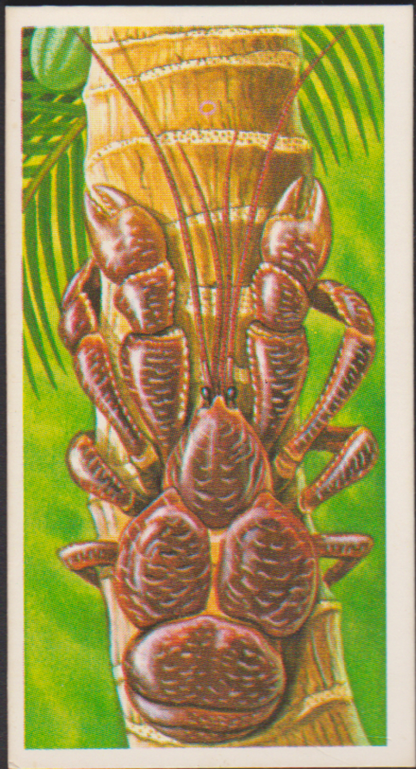 Brooke Bond Incredible Creatures ( Thick Cards Stickers ) No21 - Click Image to Close