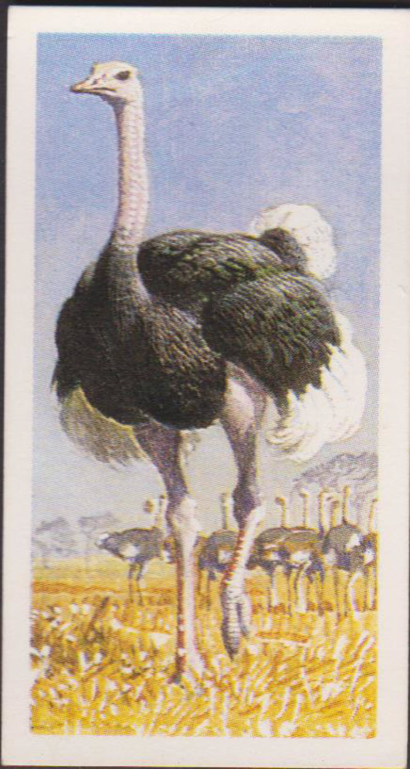 Brooke Bond Rhodesian Issue Africian Birds No :- 1