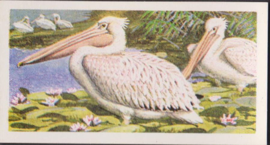 Brooke Bond Rhodesian Issue Africian Birds No :- 2