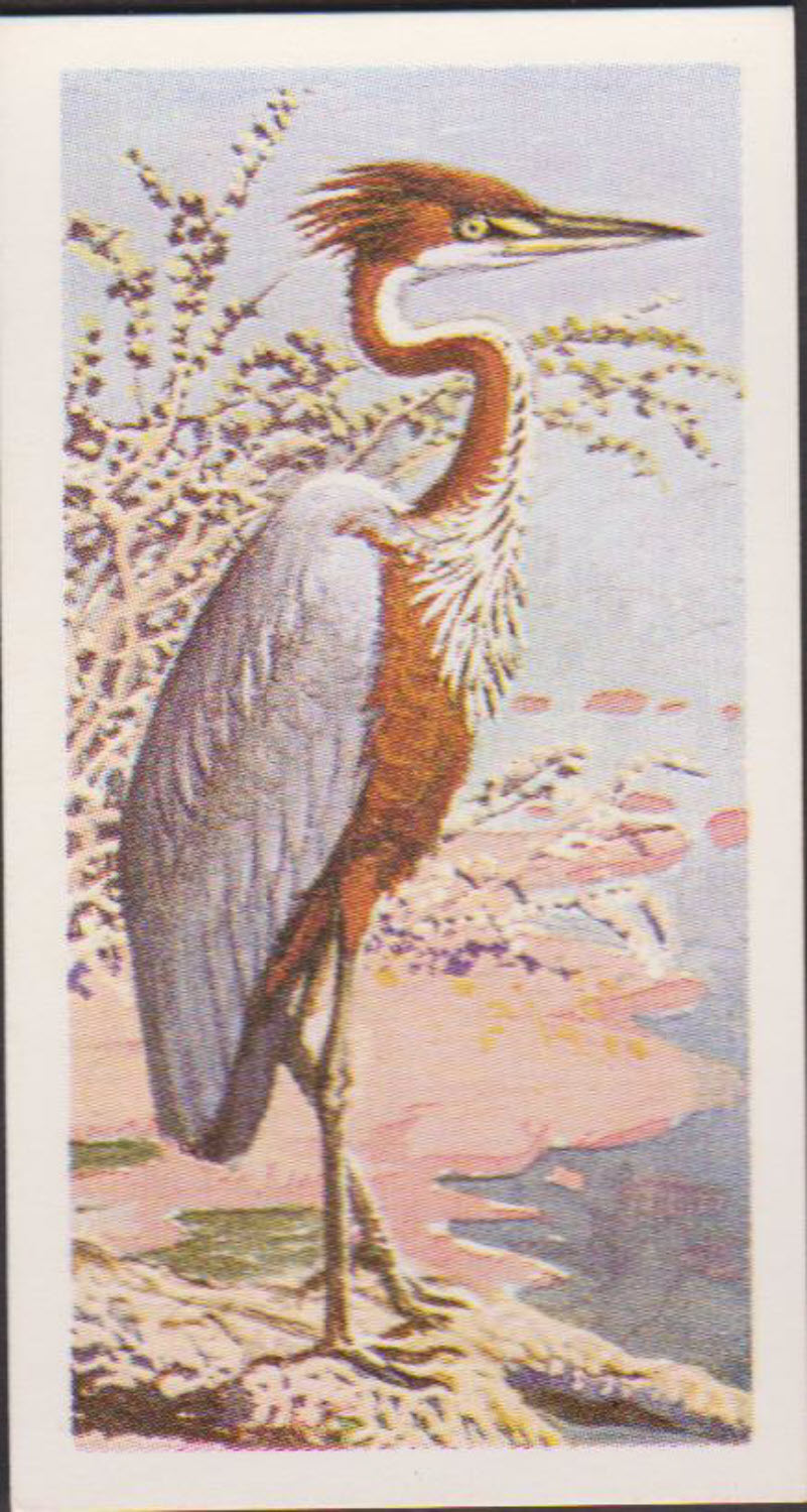 Brooke Bond Rhodesian Issue Africian Birds No :- 3