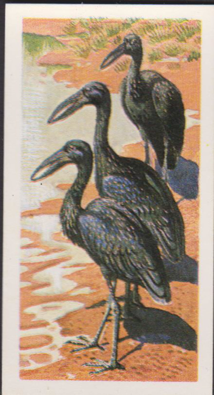 Brooke Bond Rhodesian Issue Africian Birds No :- 4 - Click Image to Close