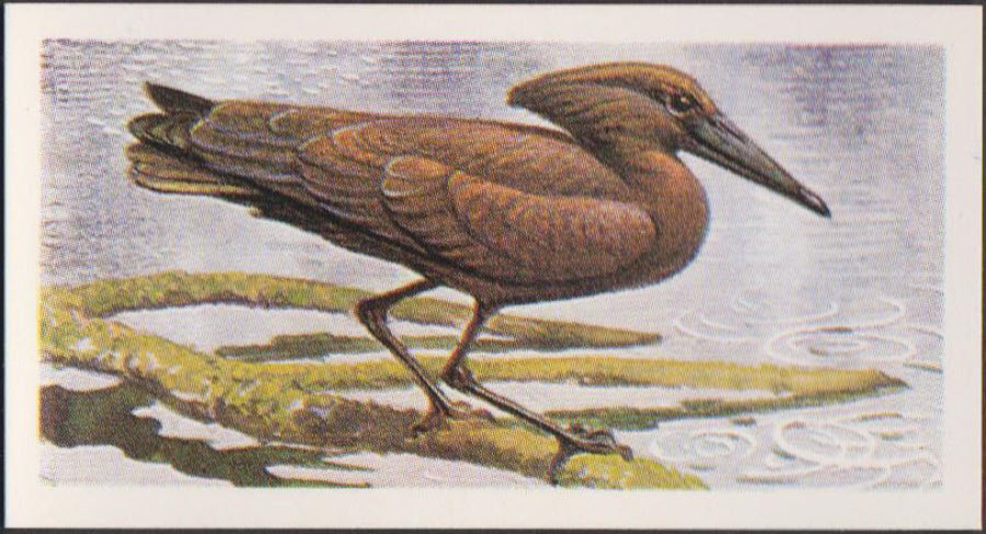 Brooke Bond Rhodesian Issue Africian Birds No :- 5