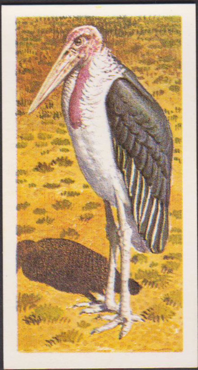 Brooke Bond Rhodesian Issue Africian Birds No :- 6