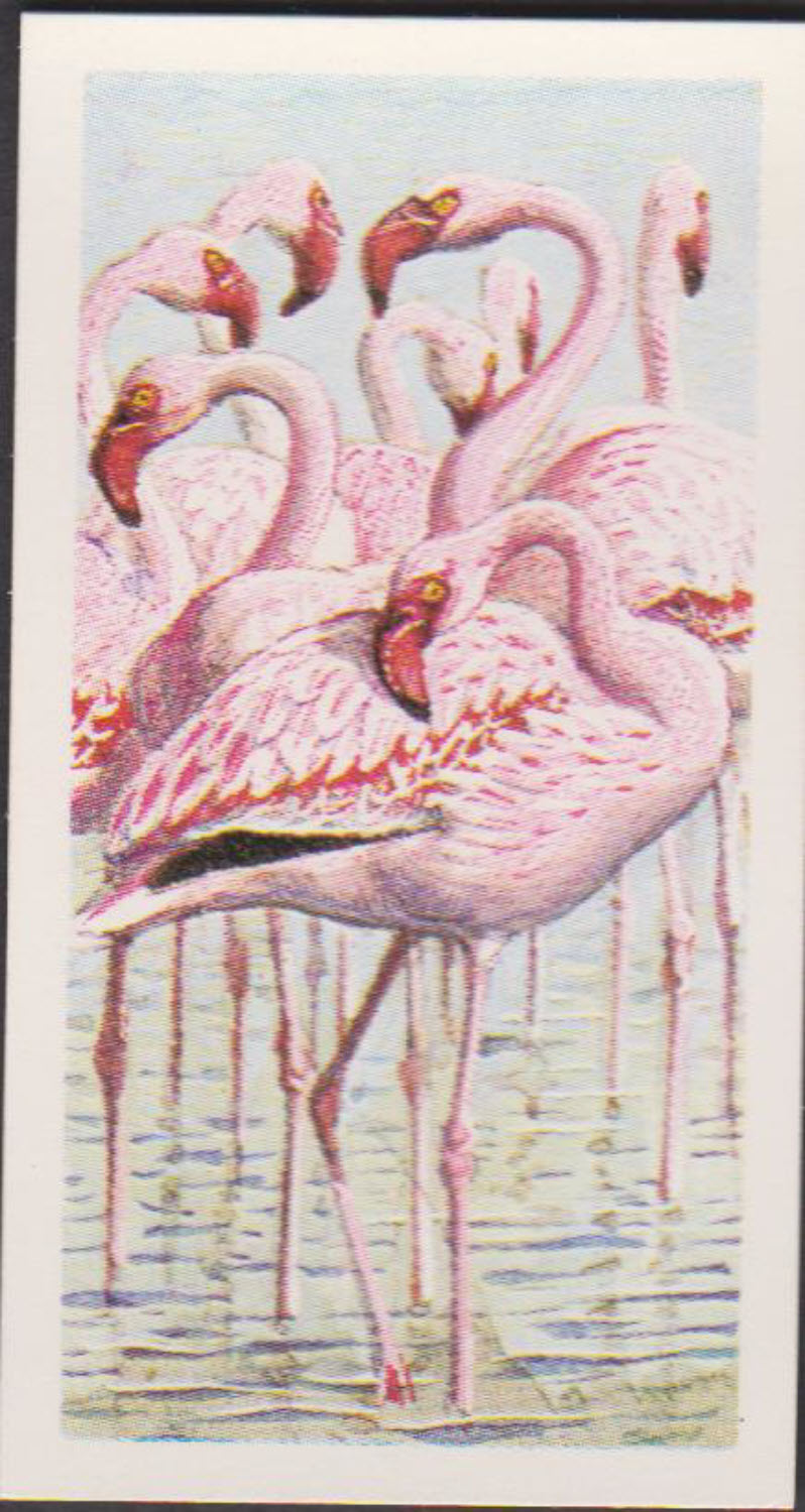 Brooke Bond Rhodesian Issue Africian Birds No :- 7