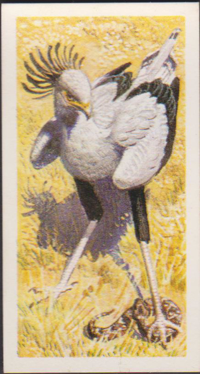 Brooke Bond Rhodesian Issue Africian Birds No :- 9