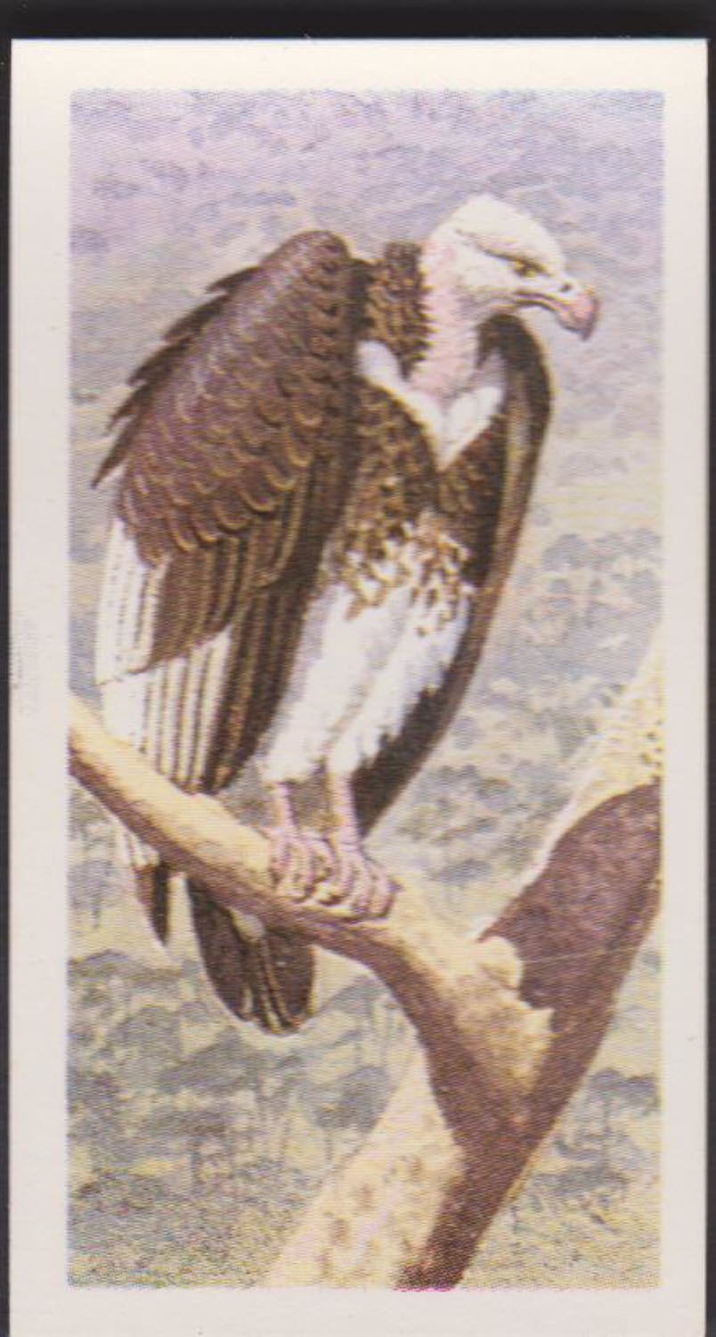 Brooke Bond Rhodesian Issue Africian Birds No :- 10 - Click Image to Close