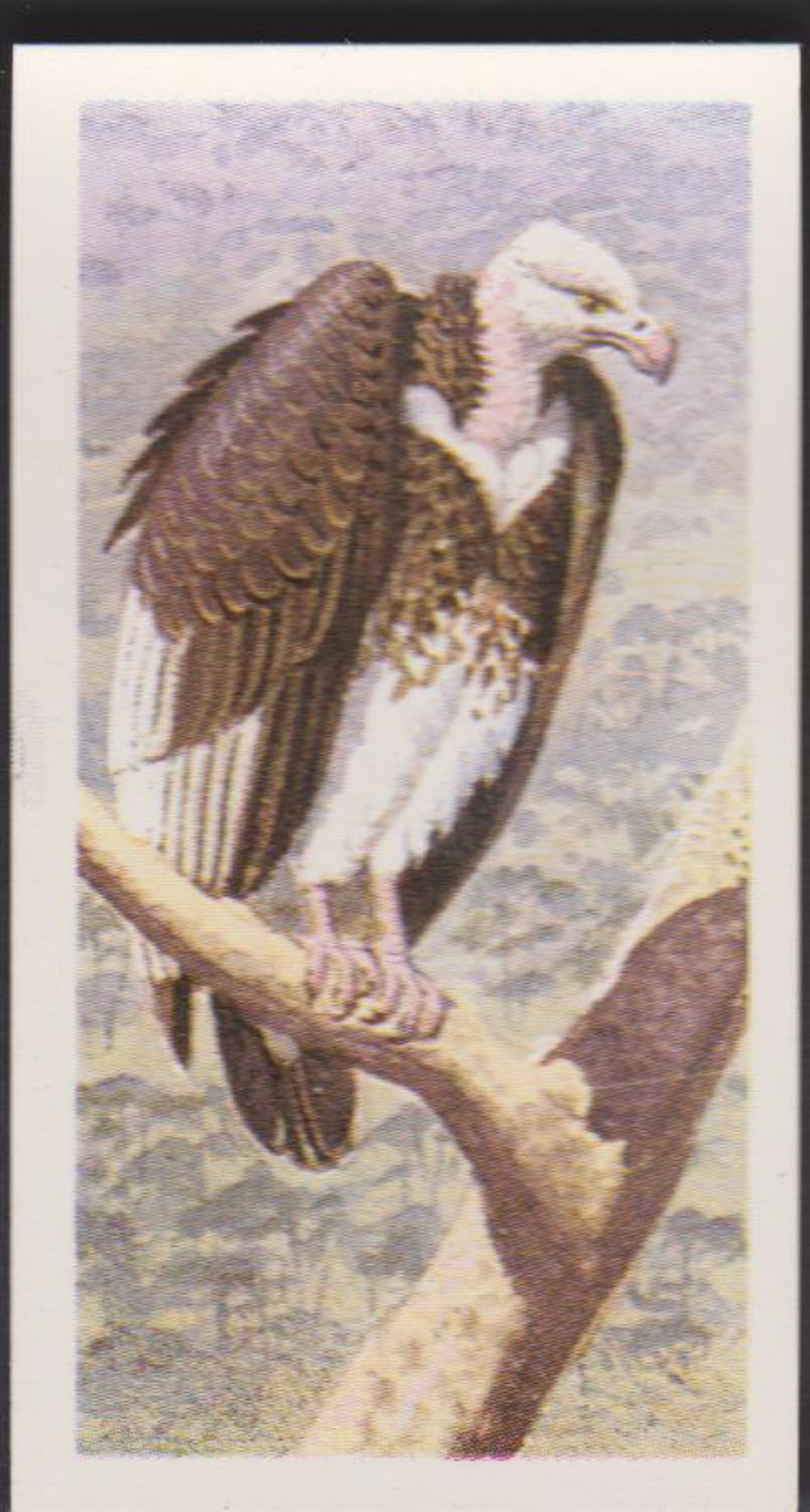 Brooke Bond Rhodesian Issue Africian Birds No :- 10