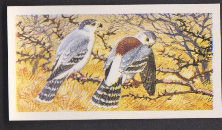 Brooke Bond Rhodesian Issue Africian Birds No :- 11 - Click Image to Close