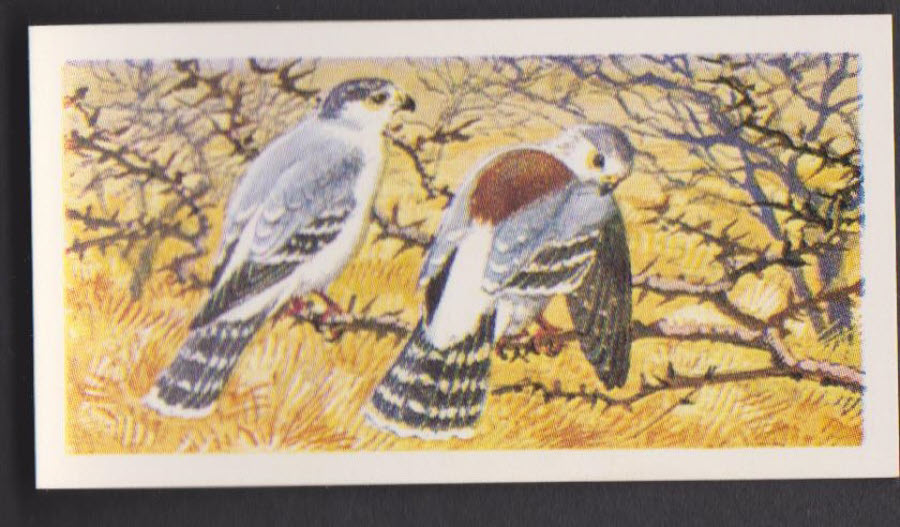 Brooke Bond Rhodesian Issue Africian Birds No :- 11