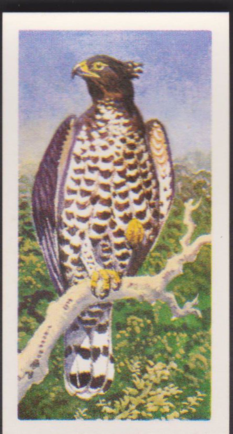 Brooke Bond Rhodesian Issue Africian Birds No :- 12 - Click Image to Close