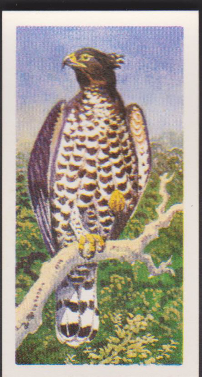 Brooke Bond Rhodesian Issue Africian Birds No :- 12