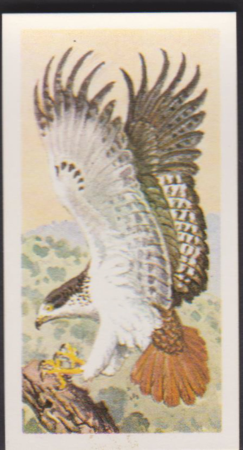 Brooke Bond Rhodesian Issue Africian Birds No :- 13 - Click Image to Close