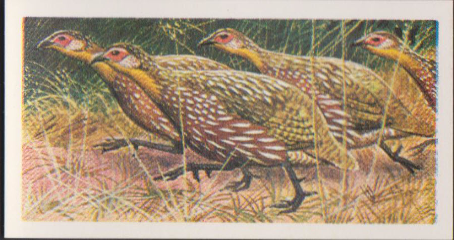 Brooke Bond Rhodesian Issue Africian Birds No :- 14 - Click Image to Close