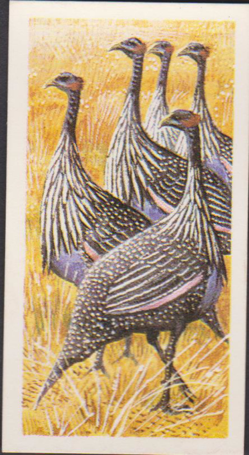 Brooke Bond Rhodesian Issue Africian Birds No :- 15