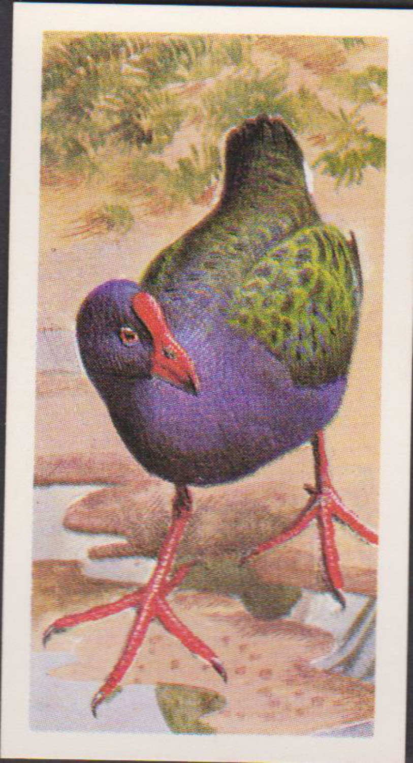 Brooke Bond Rhodesian Issue Africian Birds No :- 16