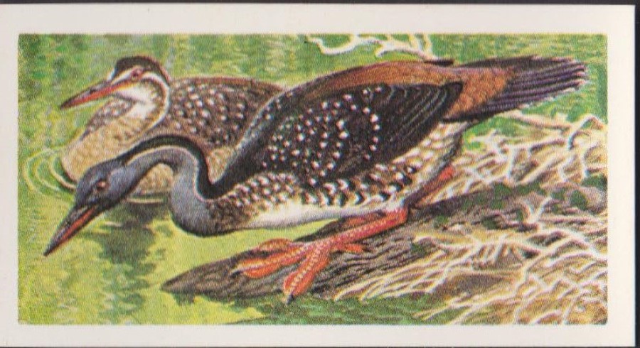 Brooke Bond Rhodesian Issue Africian Birds No :- 17