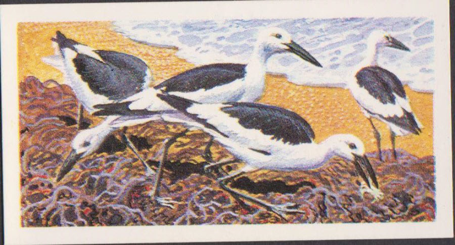 Brooke Bond Rhodesian Issue Africian Birds No :- 20