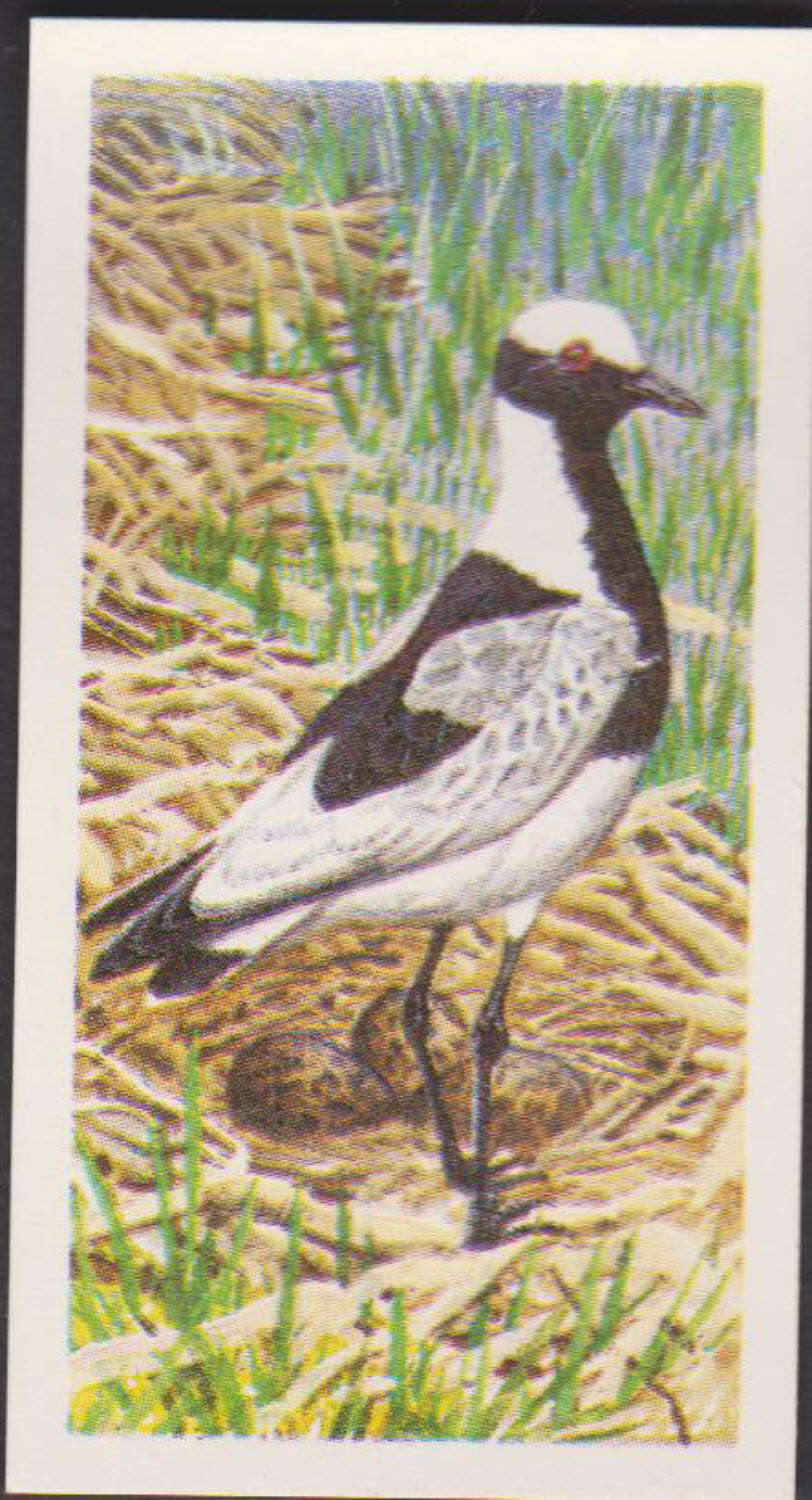Brooke Bond Rhodesian Issue Africian Birds No :- 21