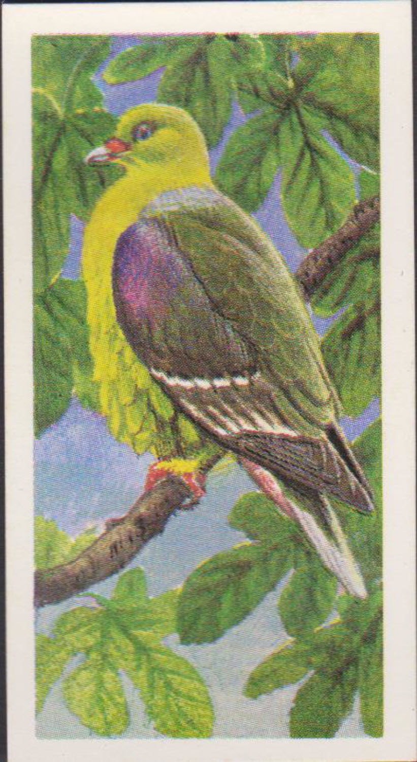 Brooke Bond Rhodesian Issue Africian Birds No :- 22