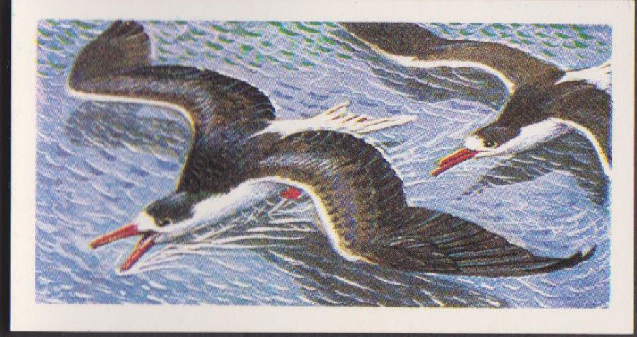 Brooke Bond Rhodesian Issue Africian Birds No :- 23