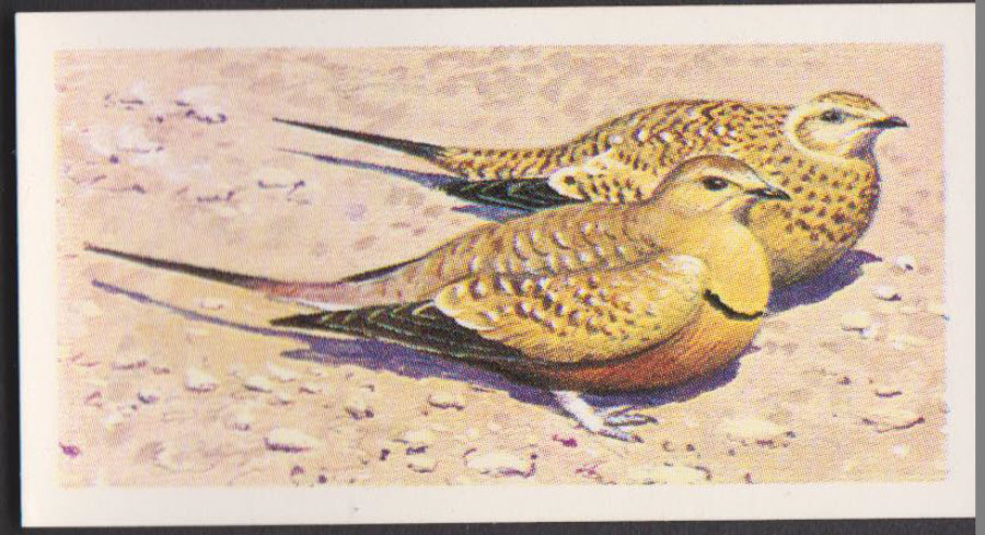 Brooke Bond Rhodesian Issue Africian Birds No :- 24