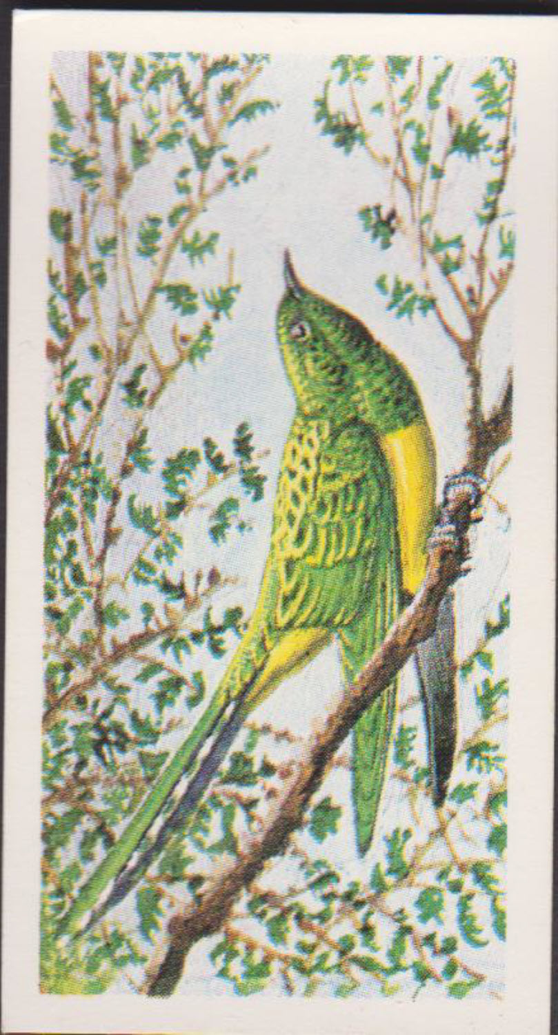 Brooke Bond Rhodesian Issue Africian Birds No :- 25