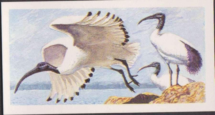 Brooke Bond Rhodesian Issue Africian Birds No :- 8 - Click Image to Close