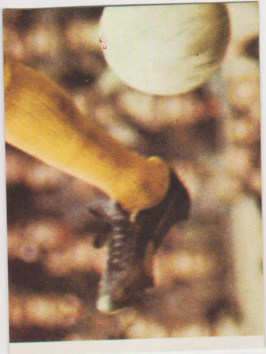 Top Sellers / Panini FOOTBALL'75 Puzzle Card No. 59O