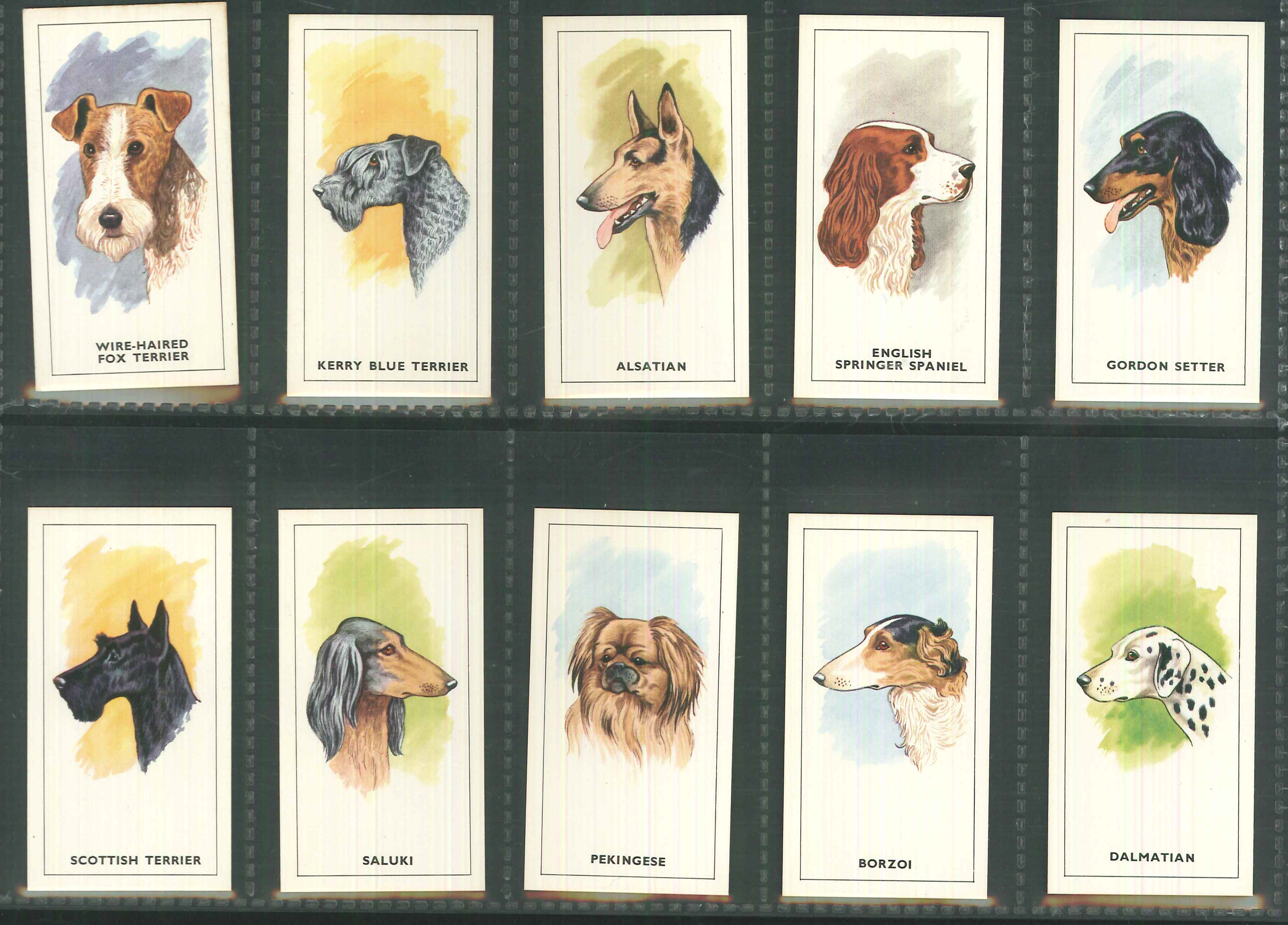 Amaran Tea - Dogs Heads set of 25 - Click Image to Close